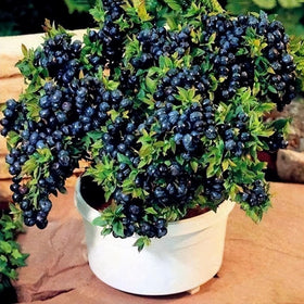 BuggyBeds cranberry seeds provide tart, flavorful berries for fresh eating or preserves.