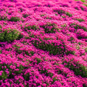 BuggyBeds creeping thyme flowers bloom with fragrant purple blooms in sunlit beds.