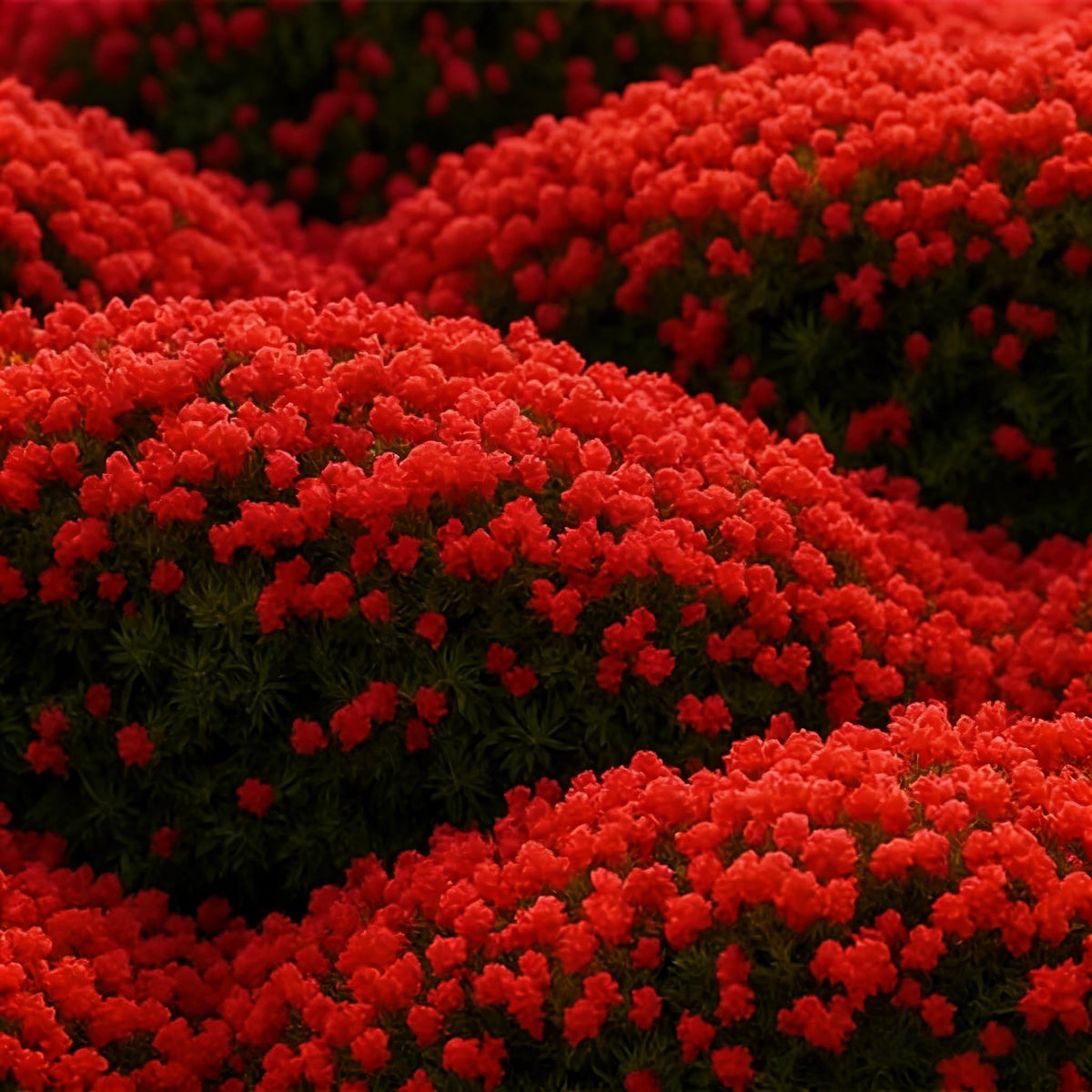 BuggyBeds creeping thyme ground-cover closeup showing fragrant foliage in sunlit garden