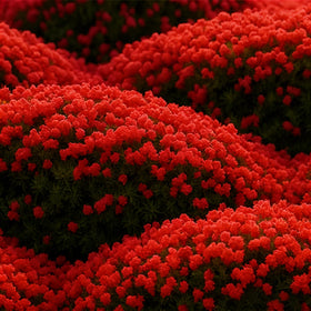 BuggyBeds creeping thyme ground-cover closeup showing fragrant foliage in sunlit garden