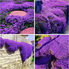 BuggyBeds creeping thyme ground cover in a garden with a stone path, ideal weed suppression.