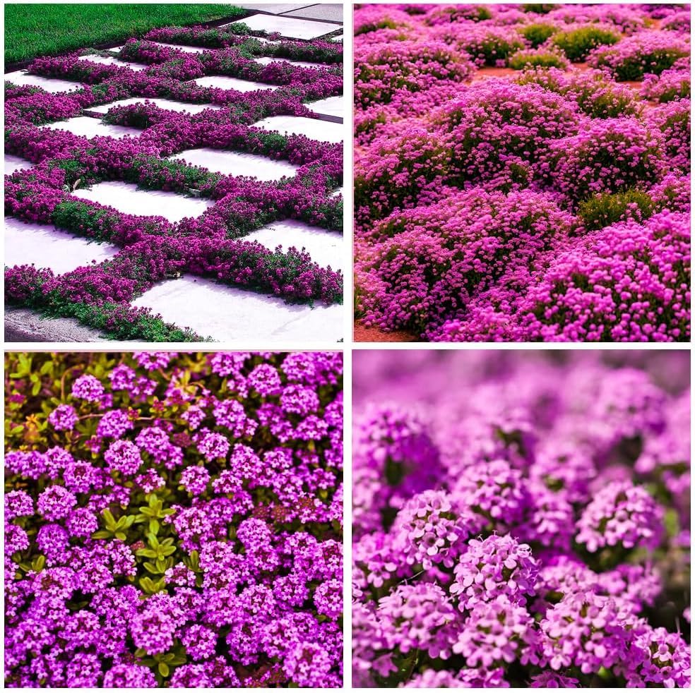 BuggyBeds creeping thyme seeds form a dense ground cover ideal between pavers.