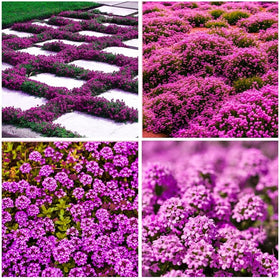 BuggyBeds creeping thyme seeds form a dense ground cover ideal between pavers.
