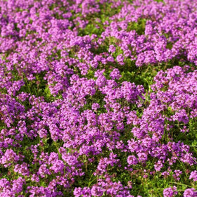 BuggyBeds creeping thyme produces fragrant purple flowers that attract pollinators.