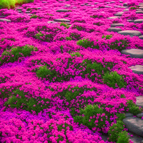 BuggyBeds creeping thyme seeds form dense ground cover for pathways and borders.