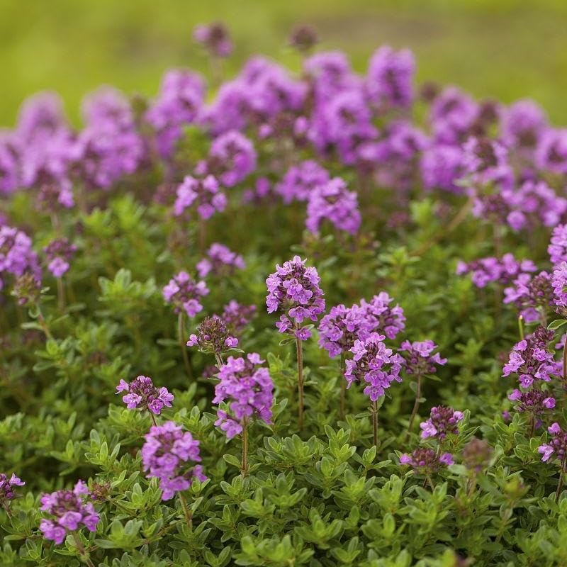 BuggyBeds creeping thyme seeds shown with versatile landscaping uses in borders and containers.