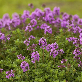 BuggyBeds creeping thyme seeds shown with versatile landscaping uses in borders and containers.