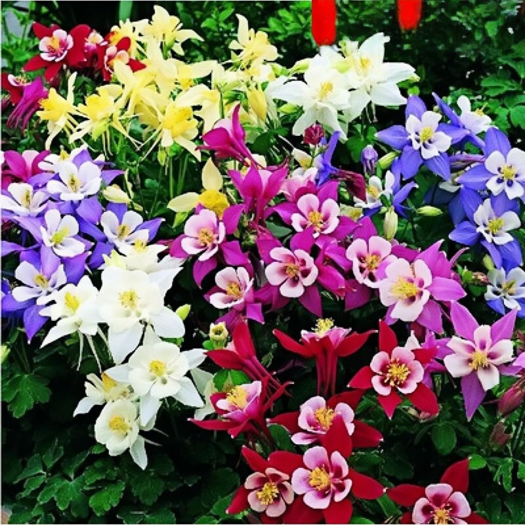 BuggyBeds delicate columbine bell blooms brighten shaded garden beds.