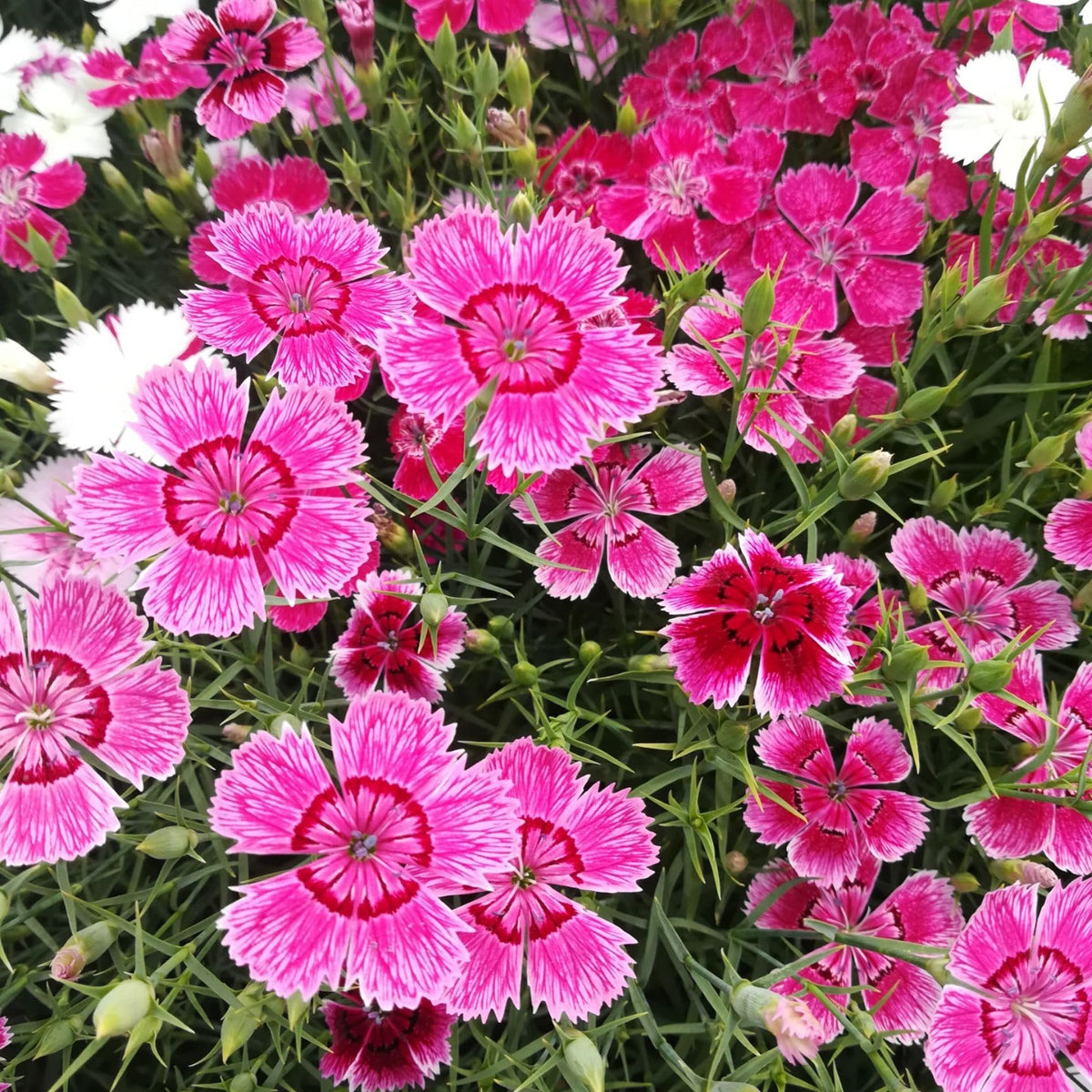 BuggyBeds Dianthus planted along borders or in containers for color and perennial interest.