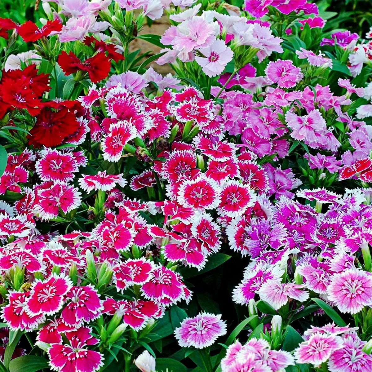 BuggyBeds Dianthus cut flowers ready for bouquets and home arrangements.