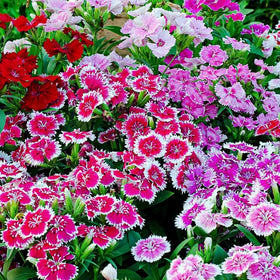 BuggyBeds Dianthus cut flowers ready for bouquets and home arrangements.