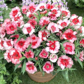 BuggyBeds Dianthus fragrant blooms closeup showing sweet scent for borders.