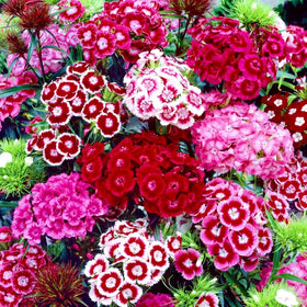 BuggyBeds Dianthus seeds 5000-pack for lush borders and color all season.