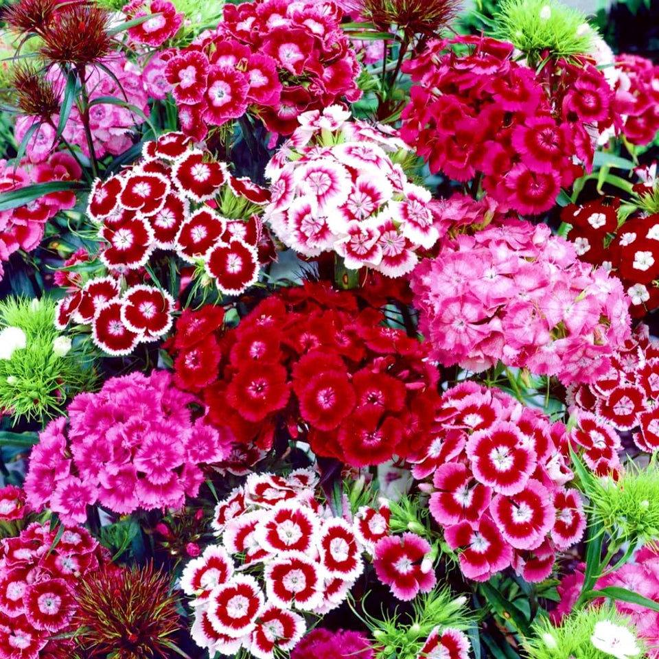 BuggyBeds Dianthus seeds 5000-pack for lush borders and color all season.