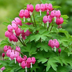 BuggyBeds Dicentra spectabilis blooms add romantic color in partial shade