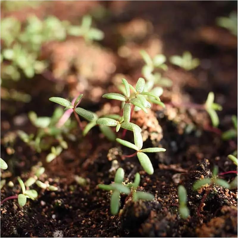 Drought-tolerant Moss Rose thriving in well-drained soil and sun.