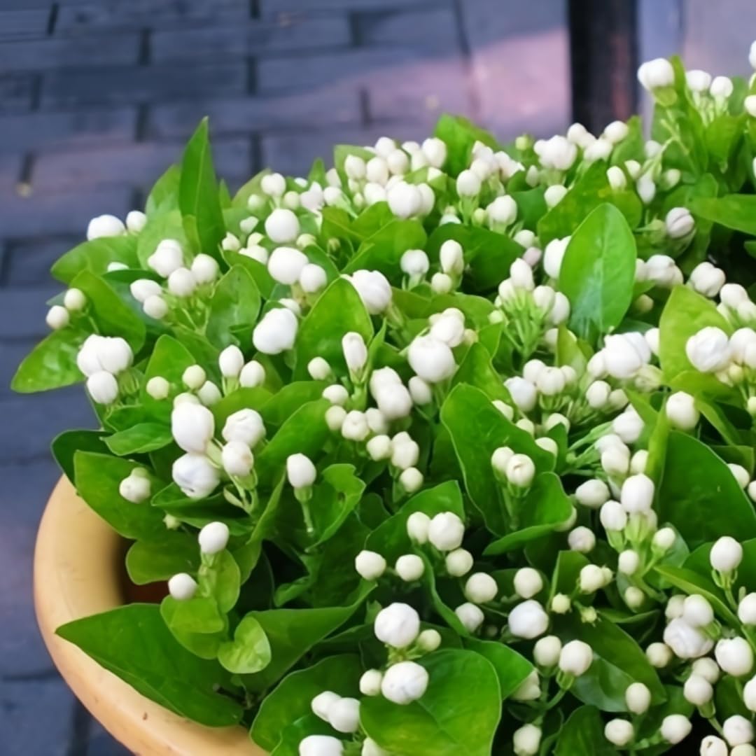 BuggyBeds drought-tolerant jasmine seeds thriving in sunny patio setup.