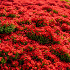 BuggyBeds drought-tolerant thyme perennial offering low maintenance herb bed