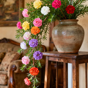 Early-summer Moss Rose blooms adding color to borders.
