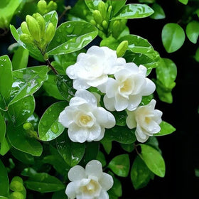 BuggyBeds fast-growing climbing vine on a garden trellis for privacy.