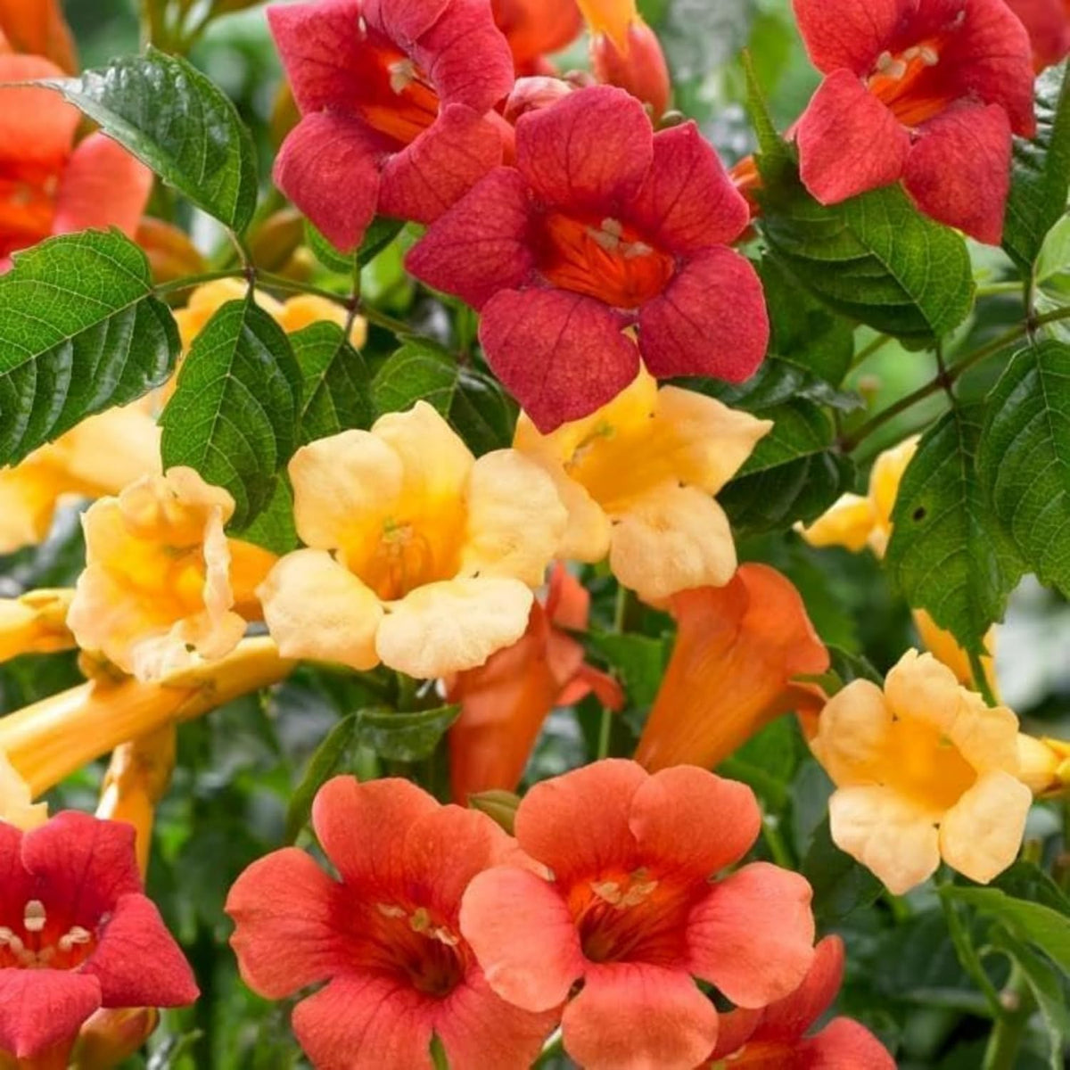 BuggyBeds fast-growing climber on a trellis adds vertical privacy and color.