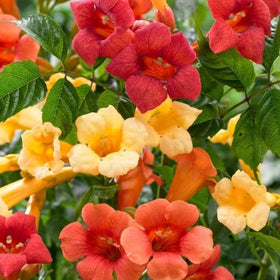 BuggyBeds fast-growing climber on a trellis adds vertical privacy and color.
