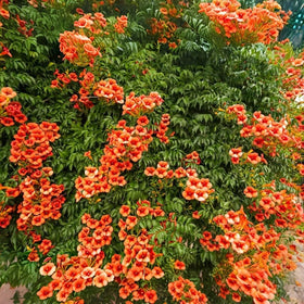 BuggyBeds fence and arbors transformed with trumpet vine for lively garden borders.