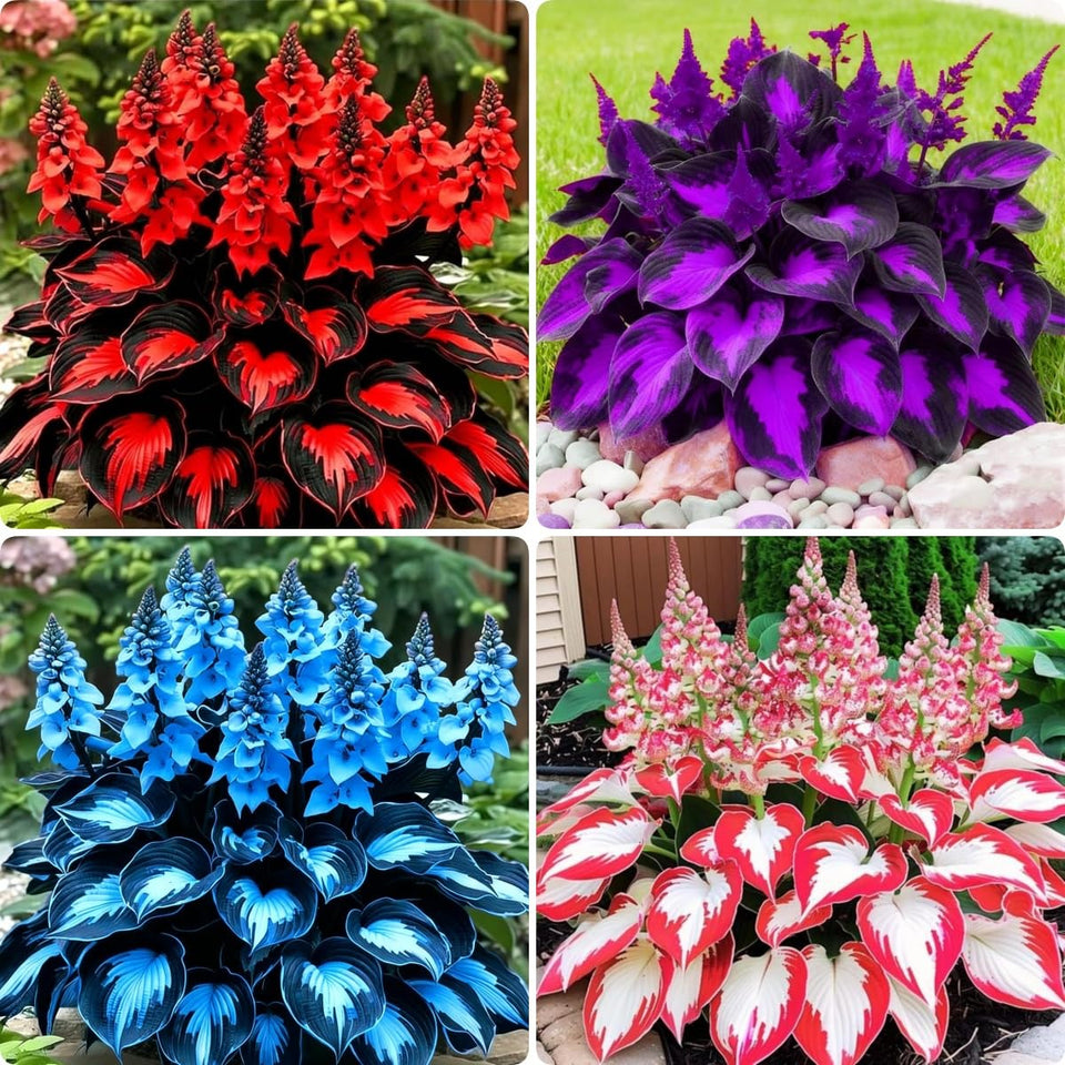 BuggyBeds fragrant hosta seeds packaging, ideal for planning a fragrant shade garden.