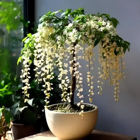 BuggyBeds fragrant jasmine bloom close-up showing sweet scent