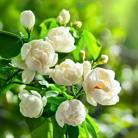BuggyBeds fragrant jasmine bloom on an arbor attracting butterflies.
