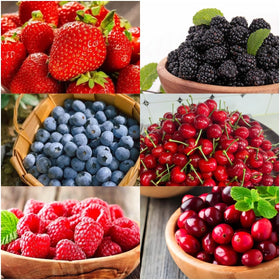 BuggyBeds variation pack of fruit seeds for diverse, year-round harvest potential in a compact garden.