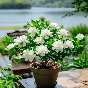 BuggyBeds gardenia blooms: fragrant flowers ideal for patios.