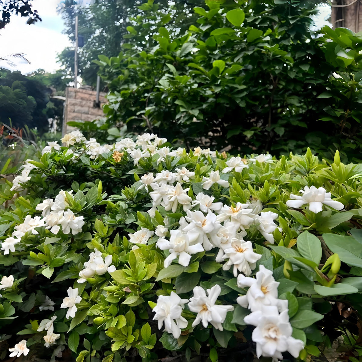 BuggyBeds gardenia plants: seeds for indoor pots and garden beds.