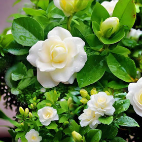 BuggyBeds gardenia germination: seeds ready to sprout in beds or containers.