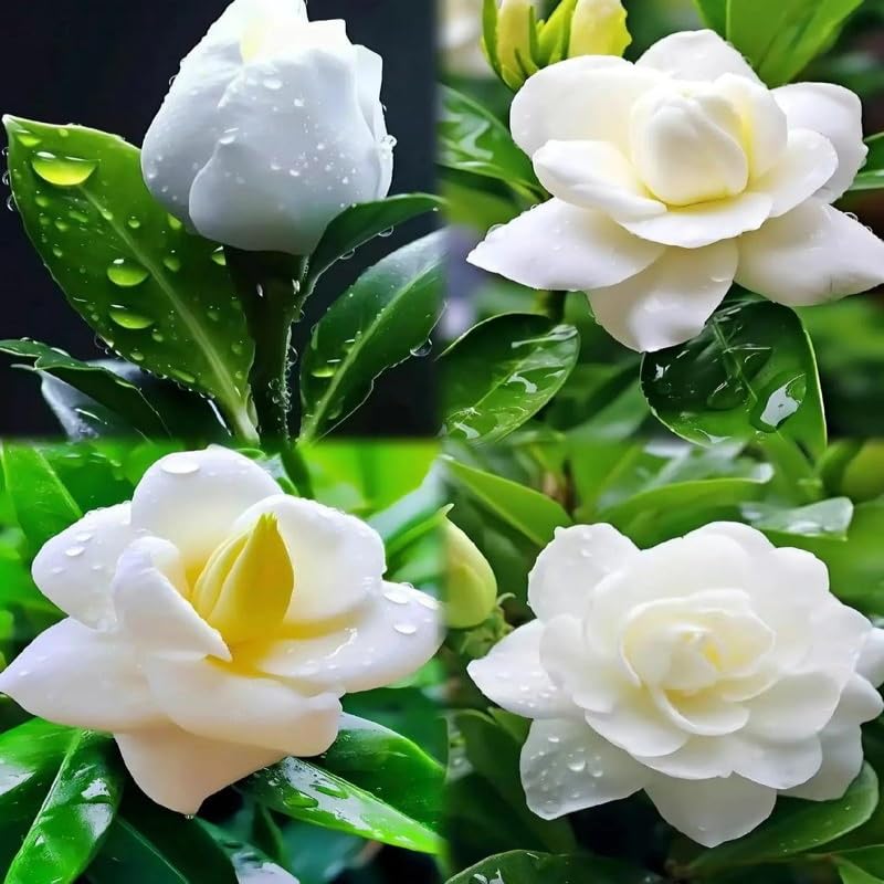 BuggyBeds gardenia seeds pack: high germination for reliable planting.