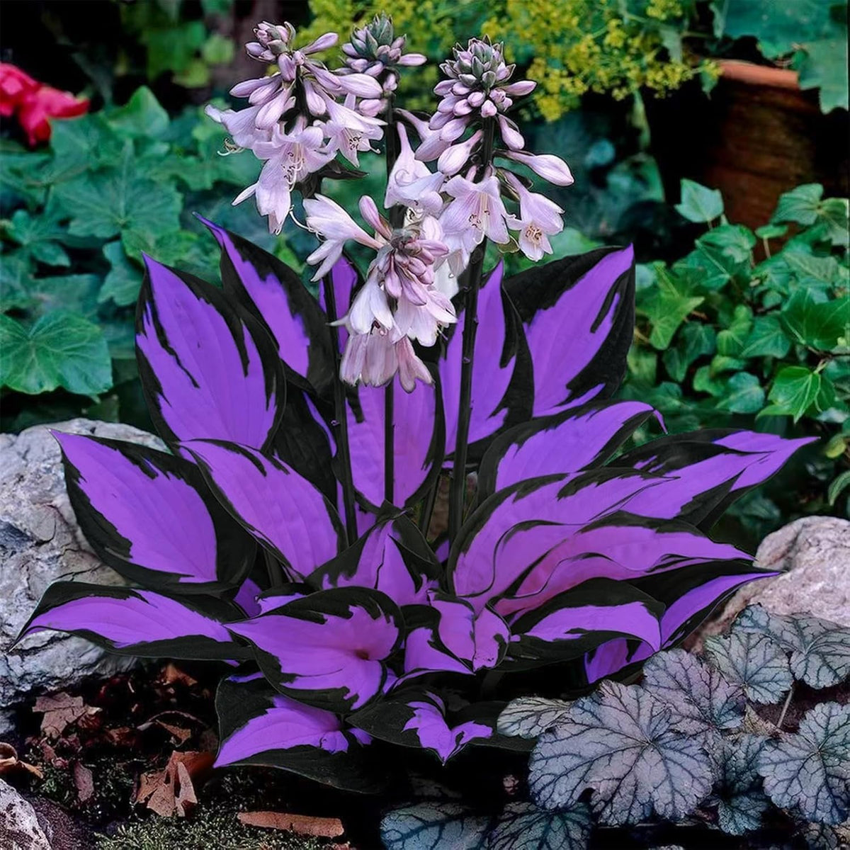 BuggyBeds hosta ground cover fills gaps under trees with hardy shade foliage.