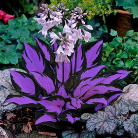 BuggyBeds hosta ground cover fills gaps under trees with hardy shade foliage.