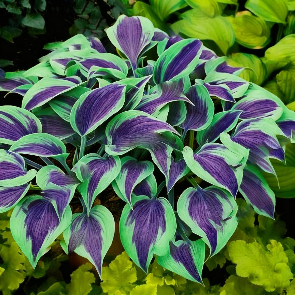BuggyBeds hosta seeds ground-cover layout demonstrates versatile garden design and erosion-control in shade.