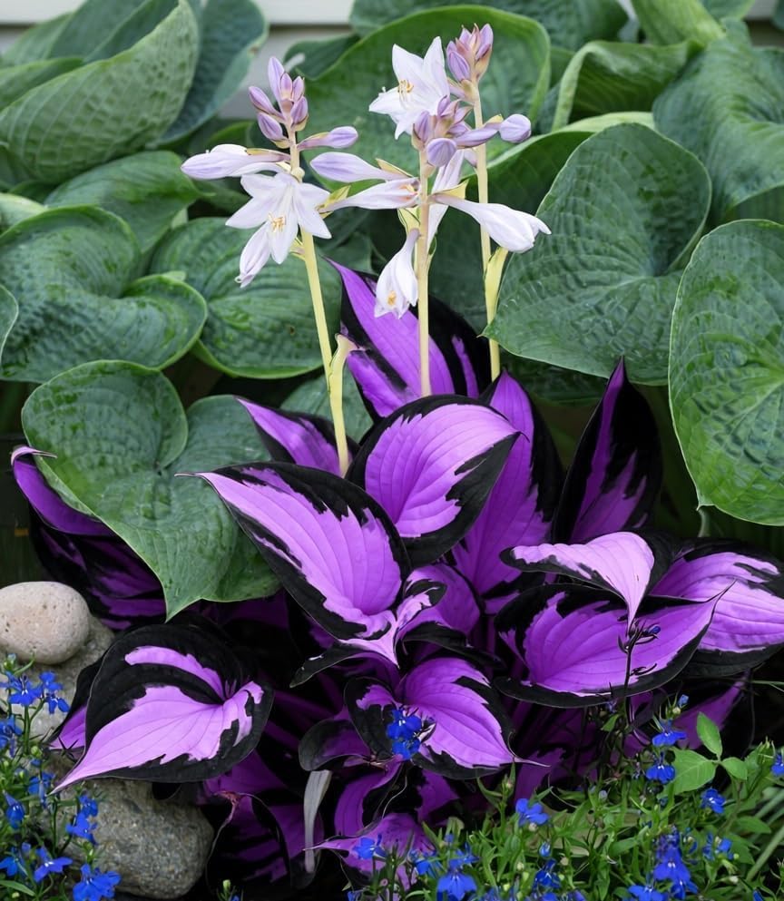 BuggyBeds hosta foliage creates bold garden borders with dramatic color in shade.