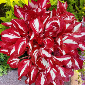 BuggyBeds Hosta leaf patterns develop over years, providing perennial interest.