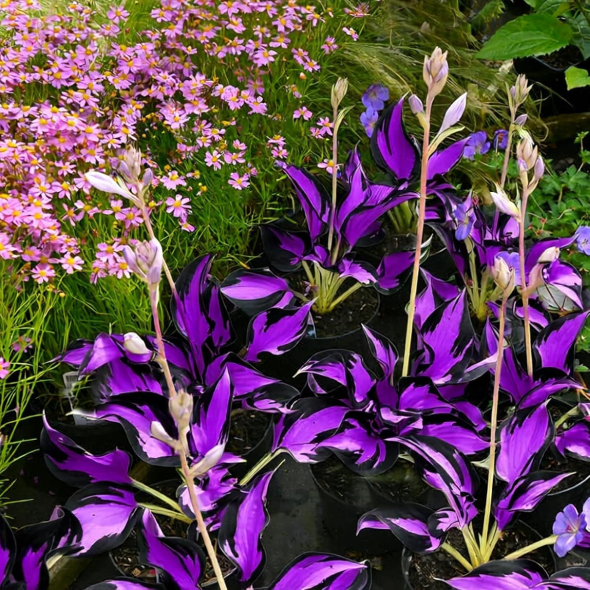 BuggyBeds hosta blooms attract bees, supporting a wildlife-friendly shaded garden.