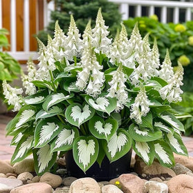 BuggyBeds hosta green foliage adds year-round texture to outdoor spaces.