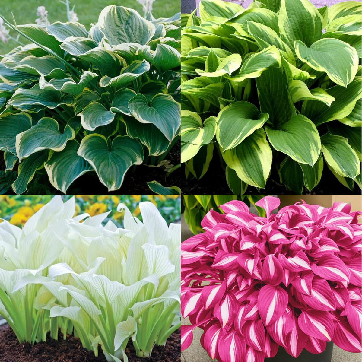 BuggyBeds Hosta seeds offer gift-ready packaging for garden lovers.