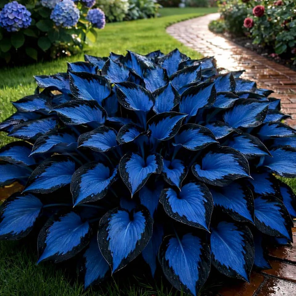 BuggyBeds Hosta seed pack closeup for shade gardens and easy ornament.