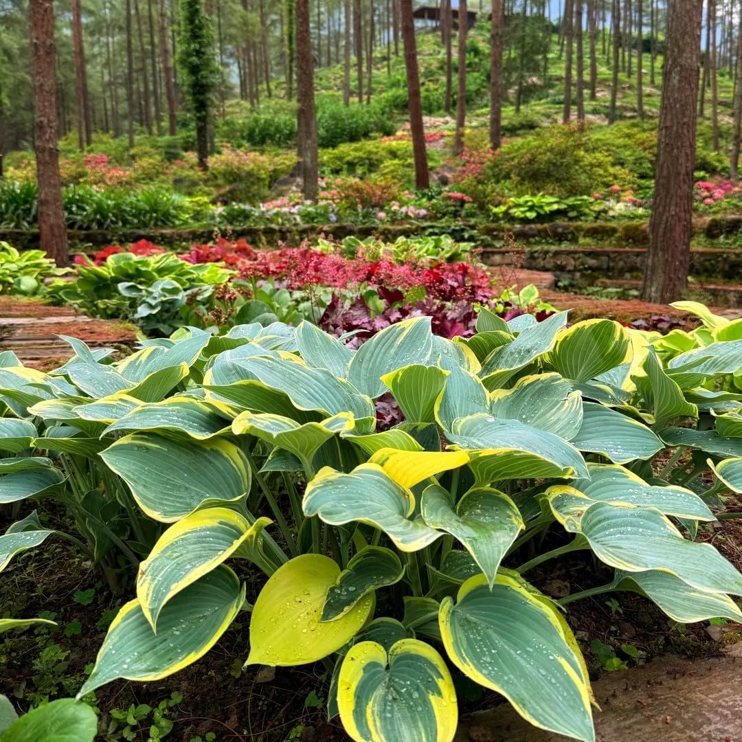 BuggyBeds hosta seeds in a shady garden setup providing soil coverage and decorative texture.