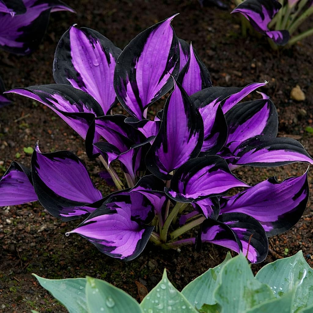 BuggyBeds Hosta seeds show lush leaf texture ideal for defined shade borders.