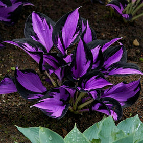 BuggyBeds Hosta seeds show lush leaf texture ideal for defined shade borders.