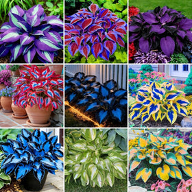 BuggyBeds hosta seeds packaging closeup highlighting premium quality for easy shade plantings and border displays.