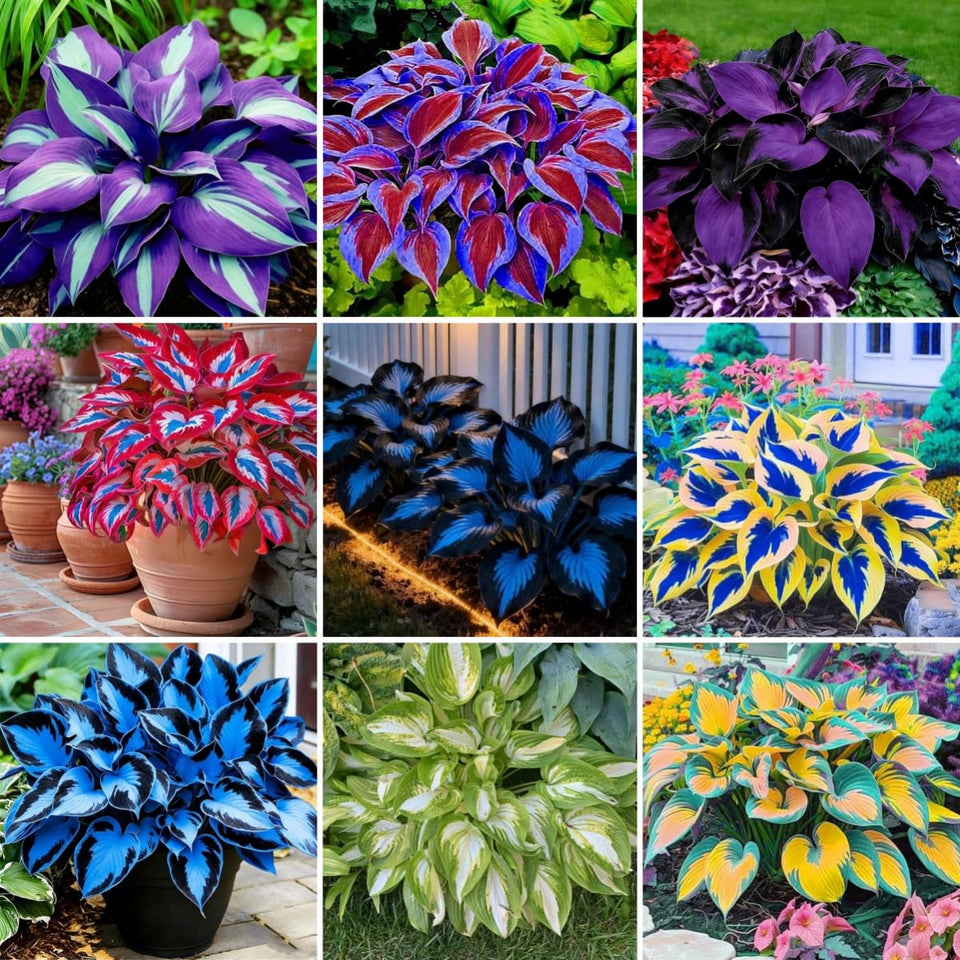 BuggyBeds hosta seeds packaging closeup highlighting premium quality for easy shade plantings and border displays.