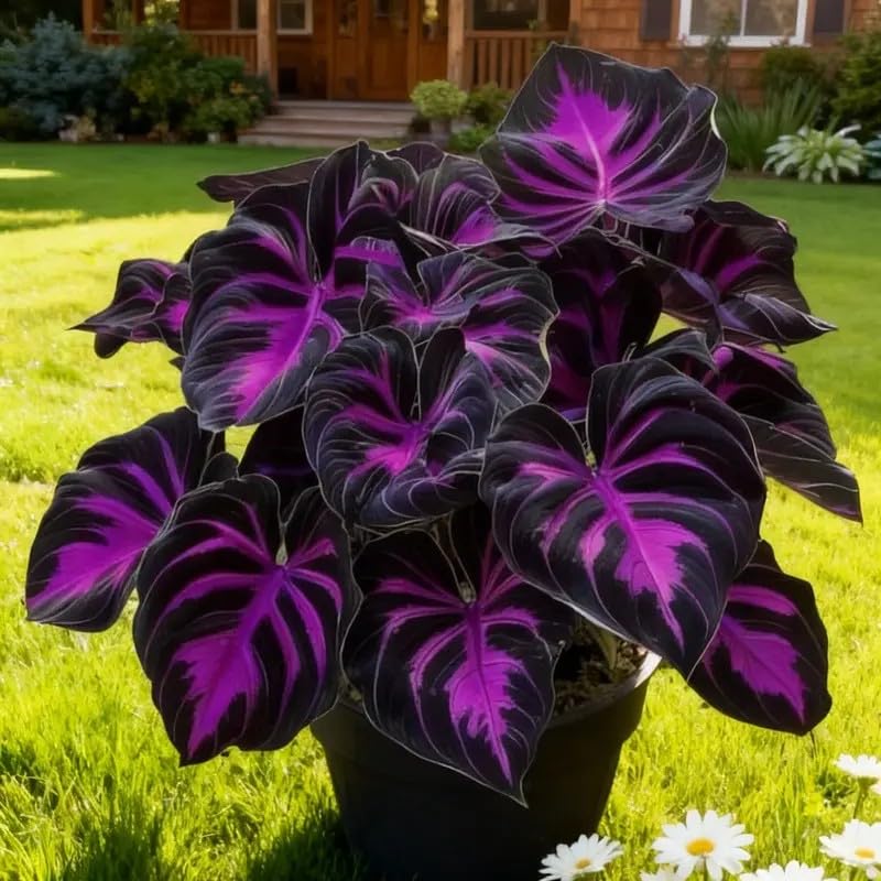 BuggyBeds Hosta seeds for pathway edges create soft, durable greenery in the landscape.